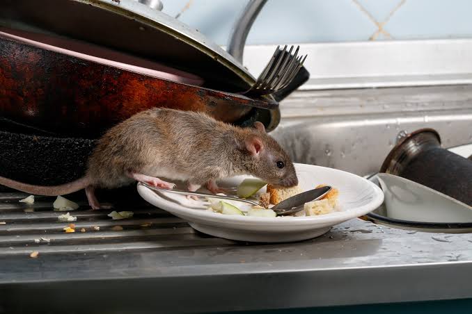 Huniades Urbina explica medidas preventivas contra el hantavirus: la limpieza es la clave – Efecto Cocuyo