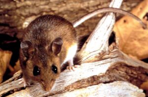 Huníades Urbina reveló las medidas más importantes para prevenir el Hantavirus en Venezuela