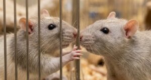 Las ratas también tienen empatía, pero no es como la de los humanos