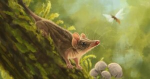 Lo confirma un nuevo fósil australiano: los demonios de Tasmania tienen un ancestro mucho más antiguo de lo que se creía