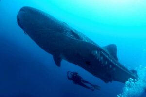 Los peces gigantes más grandes del planeta