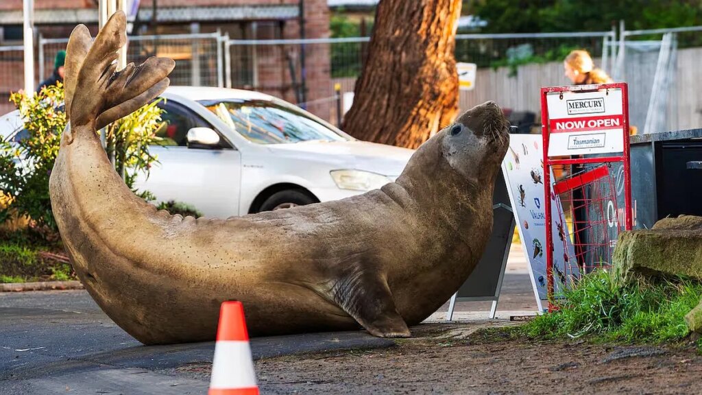 Neil, la foca elefante de 1.000 kilos que se volvió viral y causó destrozos en las calles