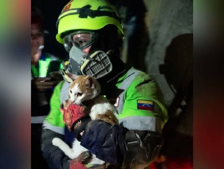 Rescatan en La Guaira a gata que pasó 23 días bajo los escombros