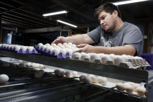 Retiran en EE.UU. 1.5 millones de docenas de huevos por posible salmonela