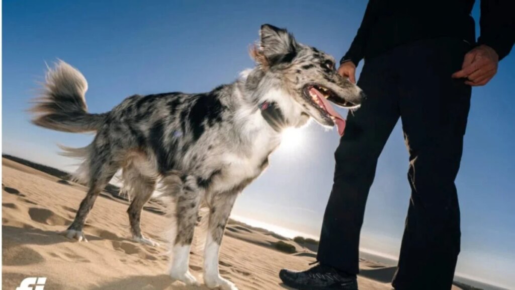 Si tu tonto perro se pierde, ahora podrás rastrearlo desde el espacio