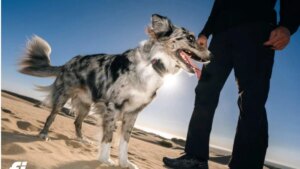 Si tu tonto perro se pierde, ahora podrás rastrearlo desde el espacio