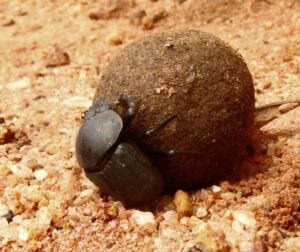 Superpoderes animales: Las asombrosas capacidades biológicas que dejan en ridículo al ser humano