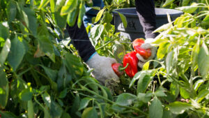 Trabajadores agrícolas enfrentan riesgo de perder Medicaid pronto