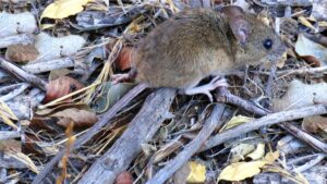 Tres fallecidos por hantavirus en el noreste de Venezuela | elperiodico.com