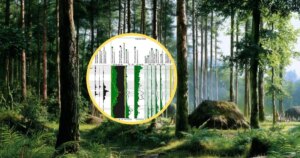Un estudio derriba el mito de que los primeros constructores neolíticos arrasaron los bosques de Europa hace 6.000 años