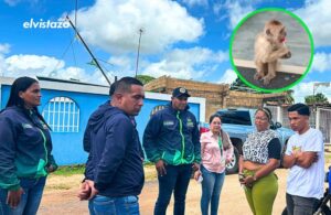 Un mono Capuchino que sustraía chucherías en bodegas de El Tigre fue rescatado por Dirección de Ambiente y MINEC Anzoátegui
