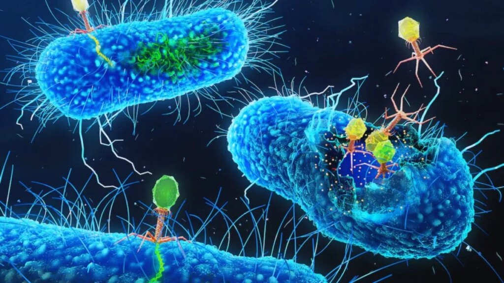 Un virus diseñado en laboratorio acaba de hacer algo que la minería lleva décadas intentando conseguir: separar tierras raras sin recurrir a procesos extremadamente contaminantes. La clave es que funciona como una esponja inteligente y libera los metales casi puros con un pequeño cambio de temperatura