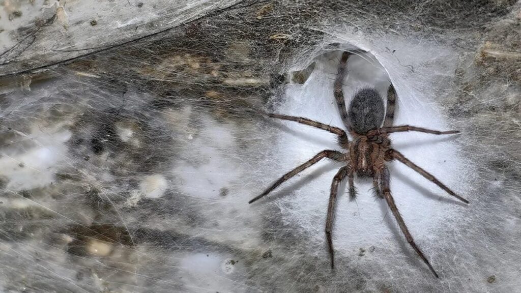Una linterna iluminó el techo de una cueva sulfurosa y reveló algo que nadie había documentado antes. Más de 100.000 arañas viven dentro de una telaraña gigantesca creada por dos especies que deberían comportarse como depredador y presa