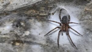 Una linterna iluminó el techo de una cueva sulfurosa y reveló algo que nadie había documentado antes. Más de 100.000 arañas viven dentro de una telaraña gigantesca creada por dos especies que deberían comportarse como depredador y presa