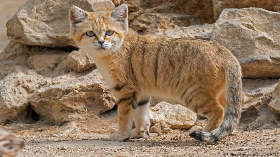 Video de YouTube prueba que gato de las arenas vive en Libia