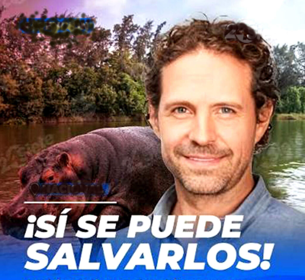 ¿Logrará Nicolás Ibarguën salvar los hipopótamos de Escobar?